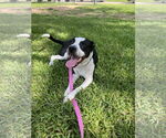 Small #3 Labrador Retriever Mix