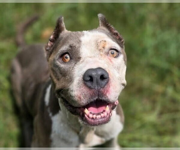 Medium Photo #1 American Staffordshire Terrier-Unknown Mix Puppy For Sale in Anniston, AL, USA