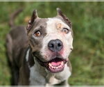 Small American Staffordshire Terrier Mix