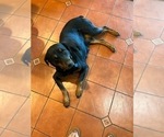 Small Photo #10 Rottweiler Puppy For Sale in ORLAND, CA, USA