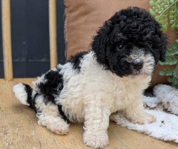 Medium Photo #11 Poovanese Puppy For Sale in GOSHEN, IN, USA