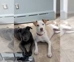 Small #2 American Pit Bull Terrier Mix