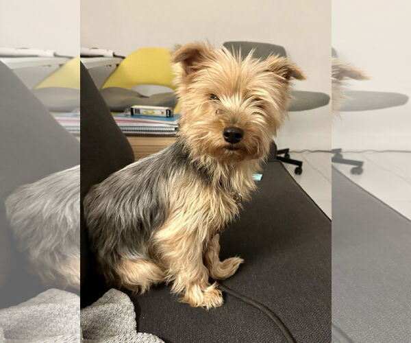 Medium Photo #2 Mutt Puppy For Sale in Royal Palm Beach, FL, USA