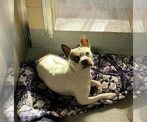 Staffordshire Bull Terrier-Unknown Mix Dogs for adoption in Orange, CA, USA
