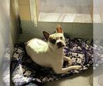 Small Staffordshire Bull Terrier Mix