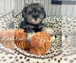 Image preview for Ad Listing. Nickname: Mini Loki male