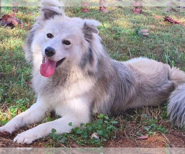 Medium Photo #2 Australian Shepherd-pomeranian spitz Mix Puppy For Sale in Newfoundland, PA, USA