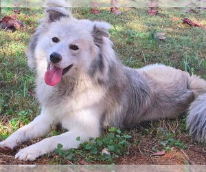 Klaus - Male Australian Shepherd-pomeranian spitz Mix Dog for Adoption - Photo #2
