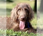 Small Photo #1 Labradoodle Puppy For Sale in BURNS, TN, USA