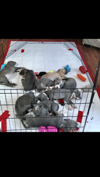 Medium Photo #1 American Pit Bull Terrier Puppy For Sale in SOUTH LYON, MI, USA