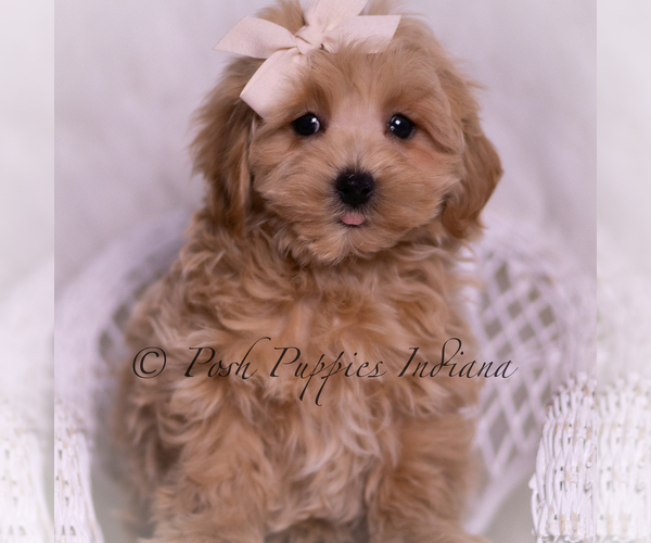 Medium Photo #3 Maltipoo (Miniature) Puppy For Sale in WARSAW, IN, USA