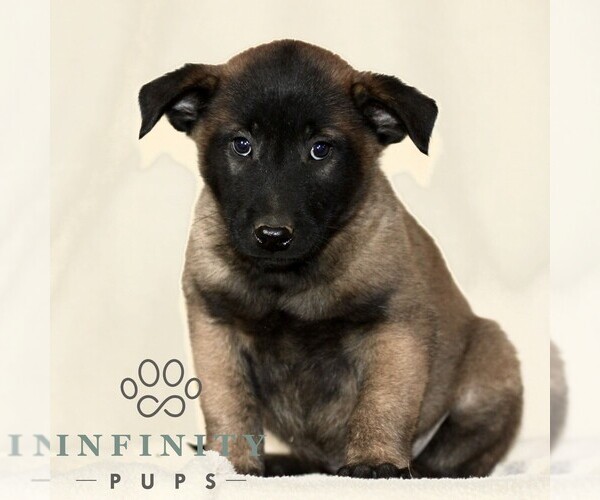 Medium Photo #1 Belgian Malinois Puppy For Sale in RONKS, PA, USA