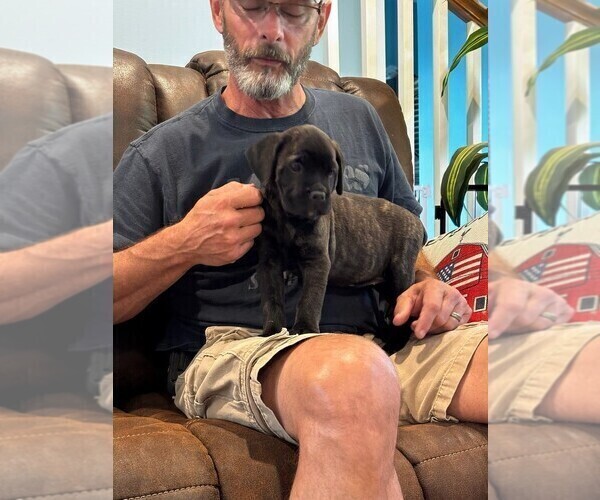 Medium Photo #7 Cane Corso Puppy For Sale in REEVESVILLE, SC, USA
