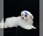Small #6 Maltese