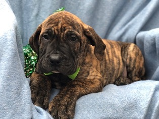 Presa Canario Puppy for sale in CEDAR LANE, PA, USA