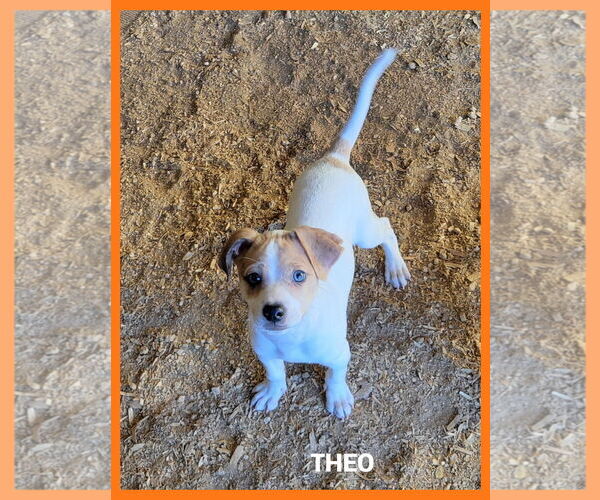 Medium Photo #1 Mutt Puppy For Sale in Granbury, TX, USA