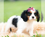 Small #3 Cavalier King Charles Spaniel