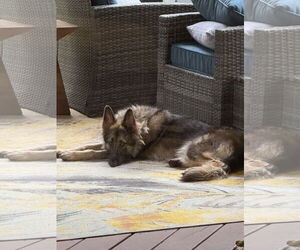 German Shepherd Dog Dogs for adoption in New Hill, NC, USA