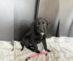 Puppy 7 Chocolate Labrador retriever-German Shepherd Dog Mix