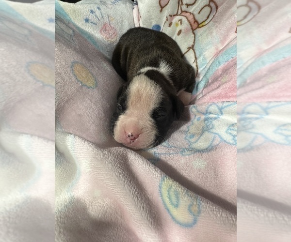 Medium Photo #4 Boxer Puppy For Sale in RALEIGH, NC, USA