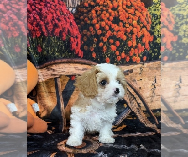 Medium Photo #10 Cavapoo Puppy For Sale in GREENVILLE, MO, USA