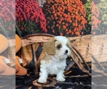 Small #9 Cavapoo