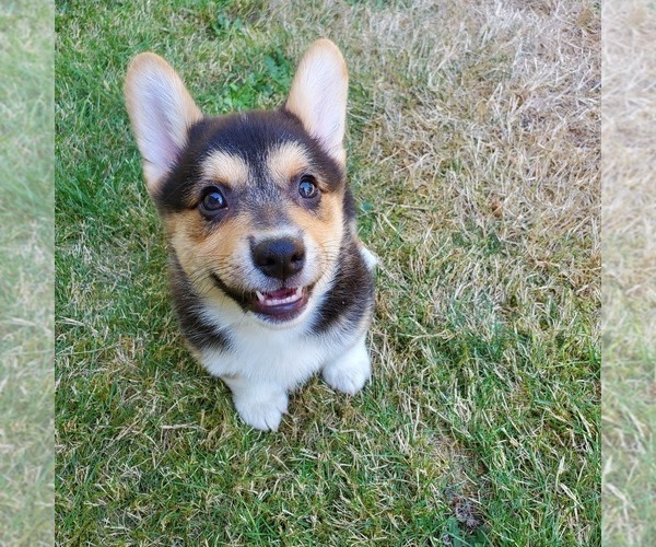 Medium Photo #3 Pembroke Welsh Corgi Puppy For Sale in GRAHAM, WA, USA