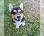 Small #2 Pembroke Welsh Corgi