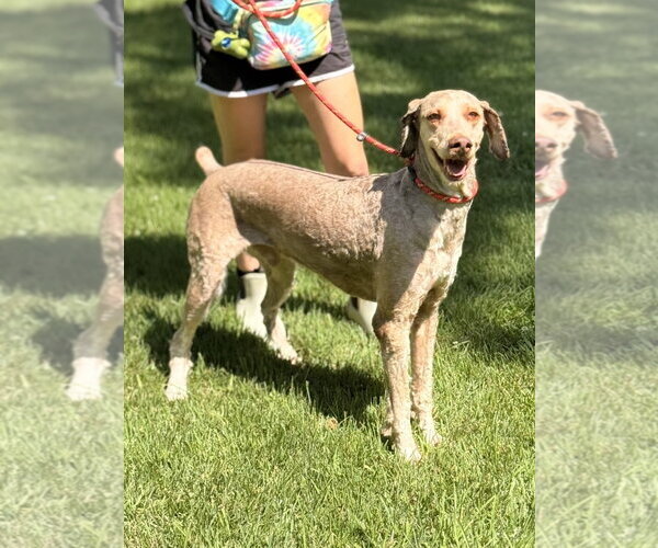 Medium Photo #2 Mutt Puppy For Sale in Yardley, PA, USA