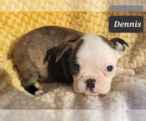 Boston Terrier Puppy for sale in POMEROY, OH, USA