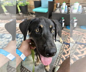 Mutt Dogs for adoption in Brewster, NY, USA