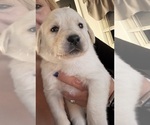 Small #1 Labrador Retriever