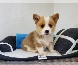 Pembroke Welsh Corgi Puppy for sale in CLARK, MO, USA