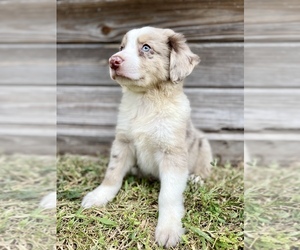 Medium Australian Shepherd