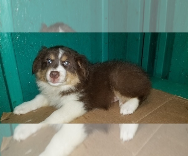 Medium Photo #4 Australian Shepherd Puppy For Sale in DUVALL, WA, USA