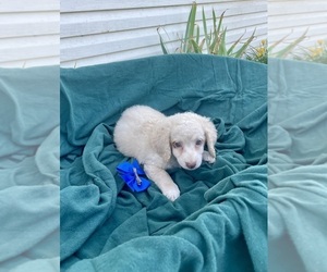 Cockapoo Puppy for sale in WOOSTER, OH, USA