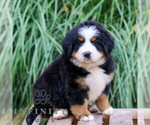 Bernese Mountain Dog Puppy for sale in EPHRATA, PA, USA