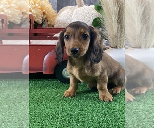 Dachshund Puppy for sale in CANOGA, NY, USA