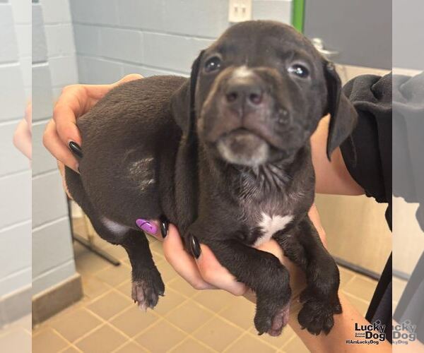 Medium Photo #2 Labrador Retriever-Unknown Mix Puppy For Sale in Washington, DC, USA