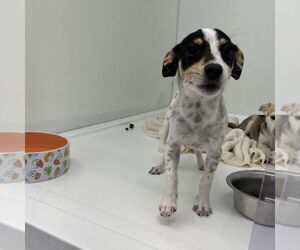 Chihuahua-Unknown Mix Dogs for adoption in Chico, CA, USA