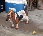 Small Photo #1 Basset Hound Puppy For Sale in COLUMBIA CROSS ROADS, PA, USA