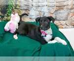 Small #3 Labrador Retriever Mix