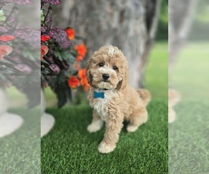 Goldendoodle (Miniature) Puppy for sale in INDIANAPOLIS, IN, USA