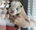 Small Photo #7 English Bulldog Puppy For Sale in MURRIETA, CA, USA