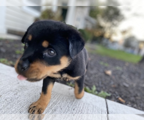 Medium Photo #1 Rottweiler Puppy For Sale in CANAL WHCHSTR, OH, USA