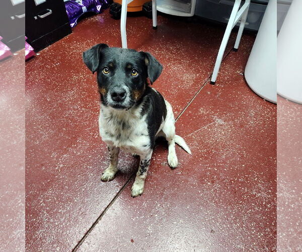 Medium Photo #5 Mutt Puppy For Sale in Fargo, ND, USA
