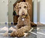 Small Photo #1 Goldendoodle Puppy For Sale in GRAND RAPIDS, MI, USA