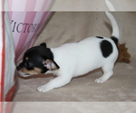Small #2 Chihuahua