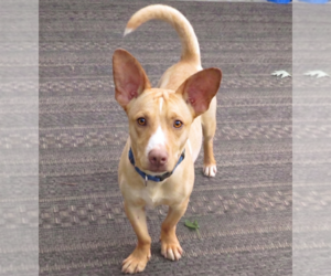 Jack Chi Dogs for adoption in Grovertown, IN, USA
