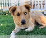 CHAVO - Male Gerberian Shepsky Dog for Adoption - Small photo